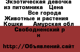 Экзотическая девочка из питомника › Цена ­ 25 000 - Все города Животные и растения » Кошки   . Амурская обл.,Свободненский р-н